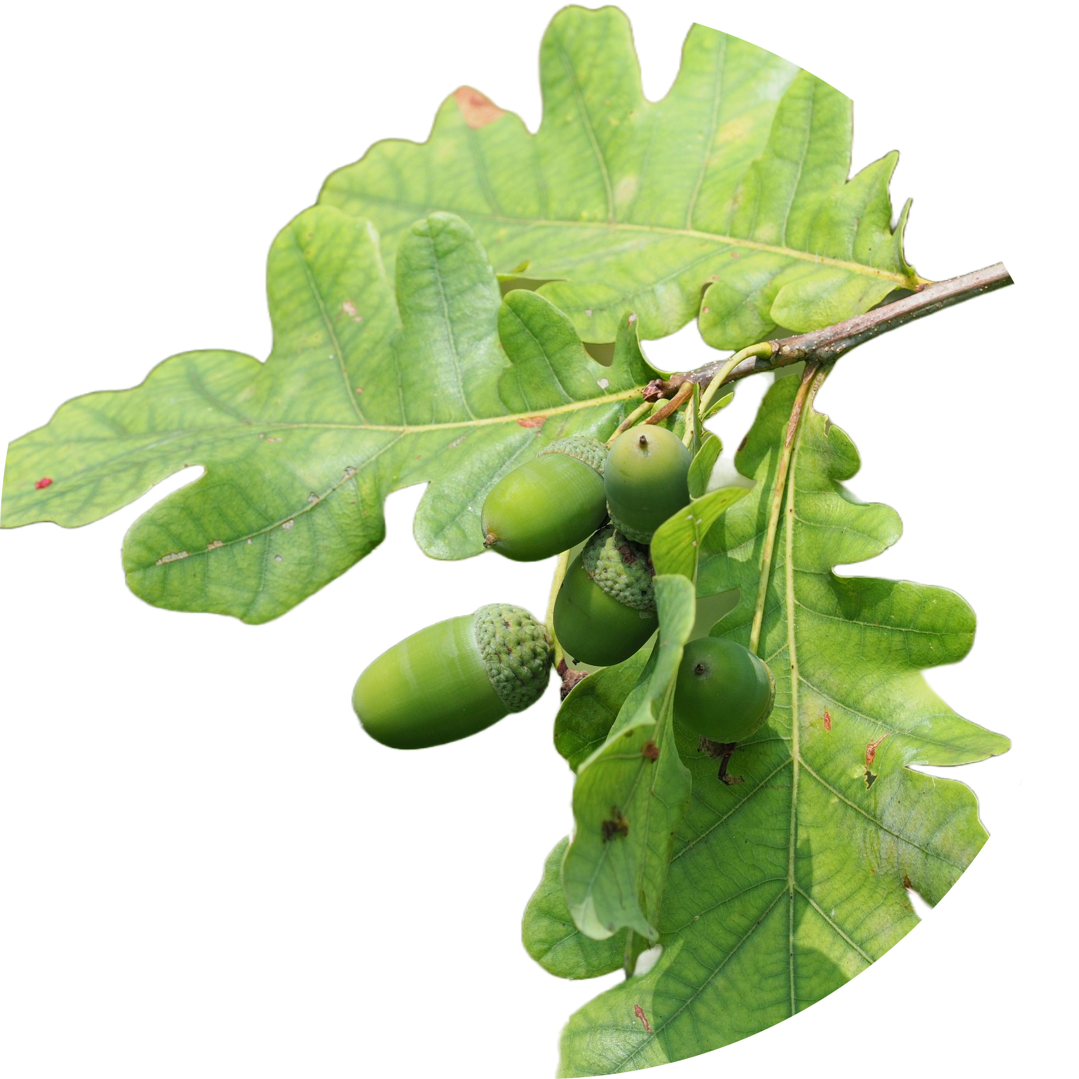 Acorns in AGC Skincare Products