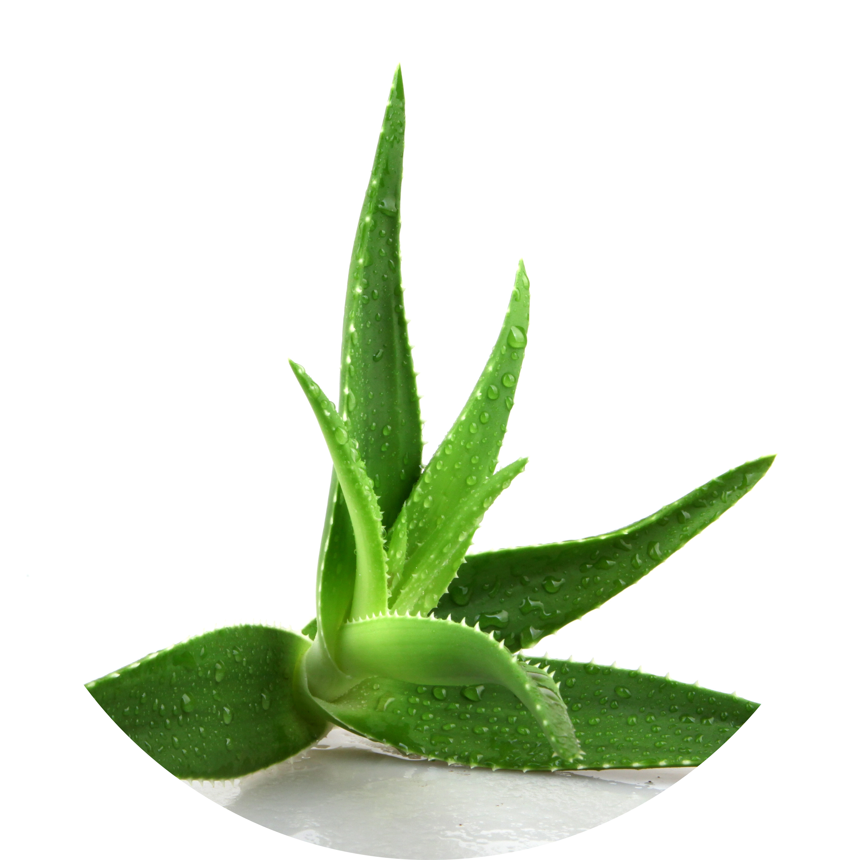 Aloe Vera in AGC Skincare Products