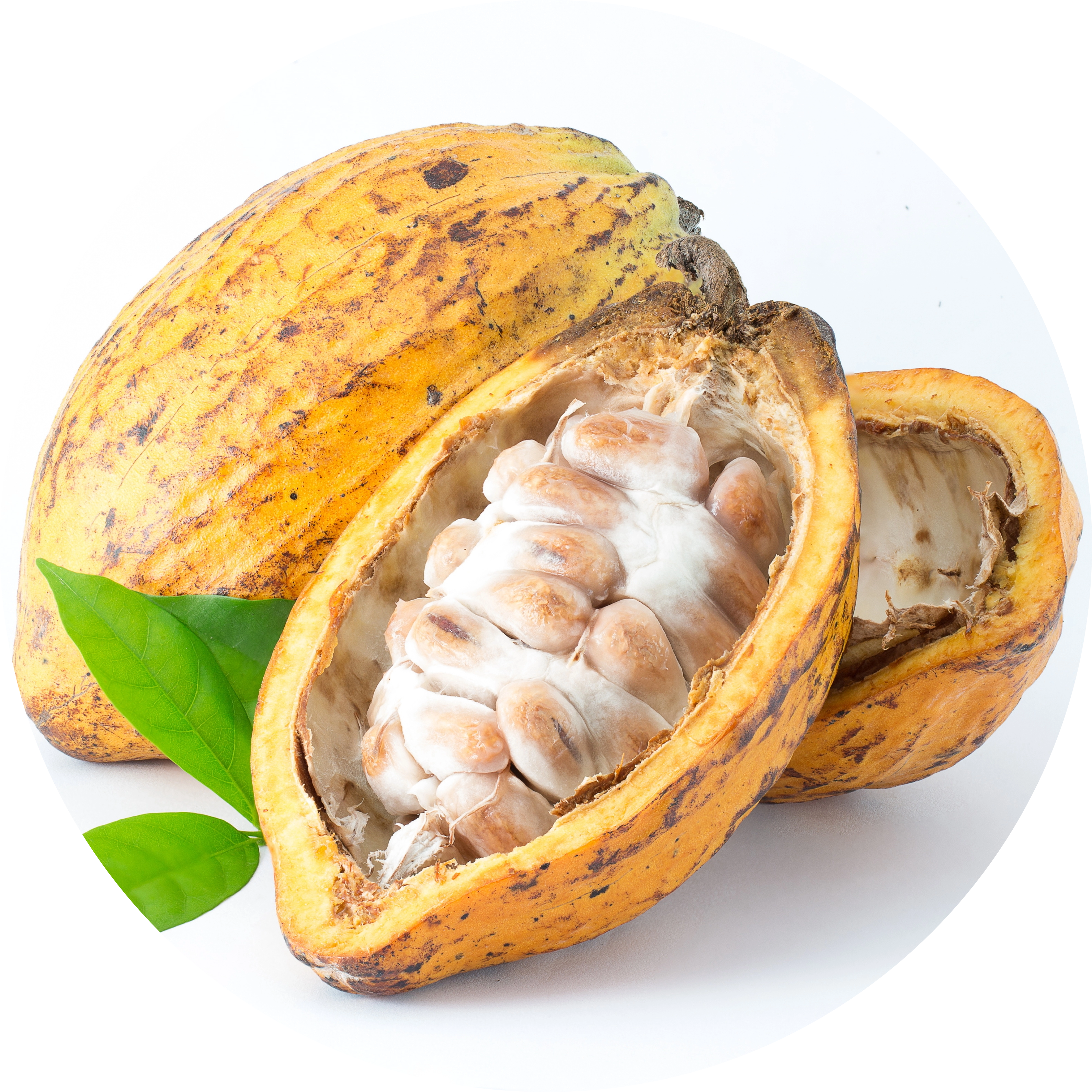 Cacao Extract in AGC Skincare