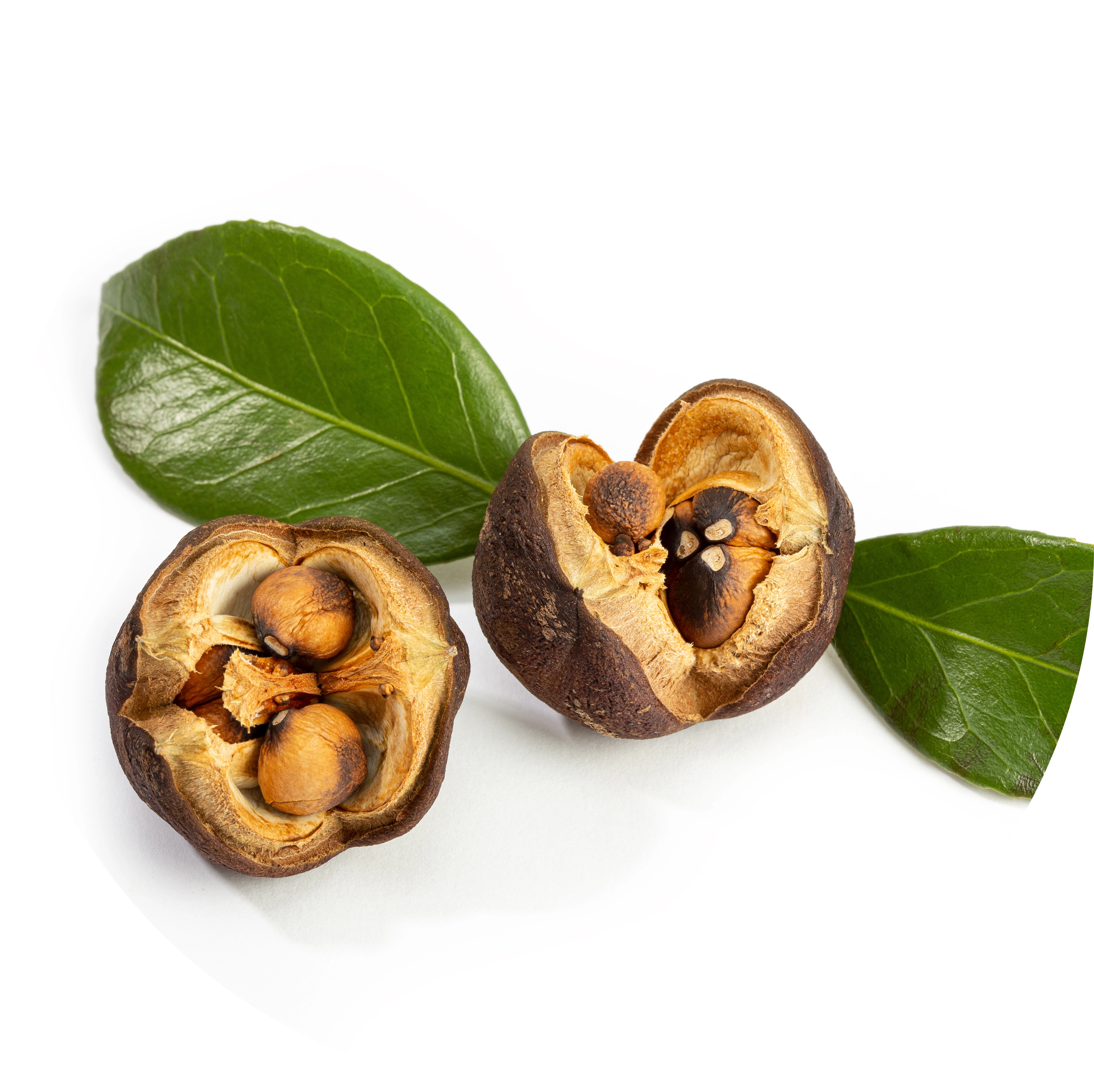 Camellia Seed Extract in AGC Skincare