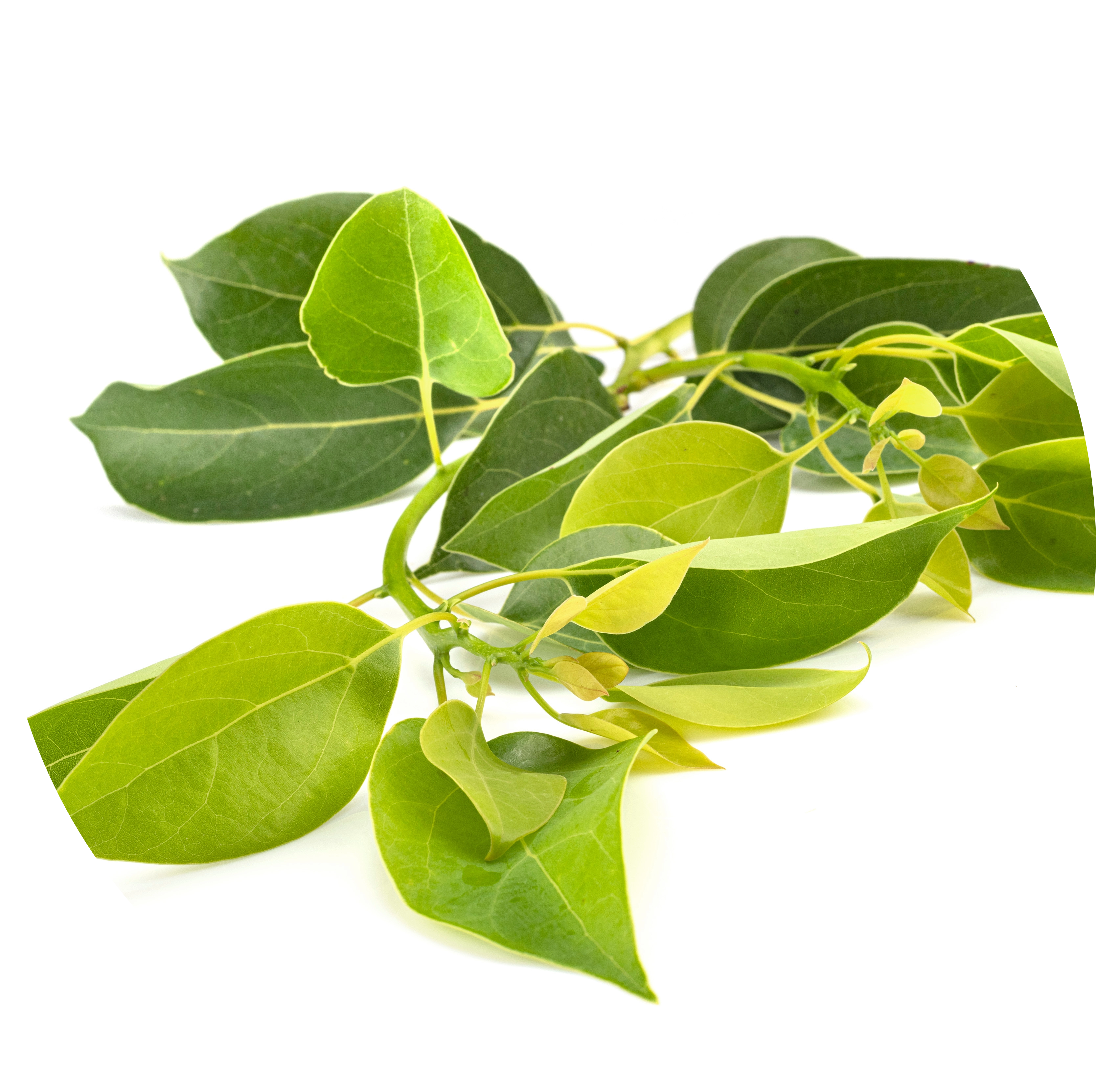 Camphor Oil in AGC Skincare Products