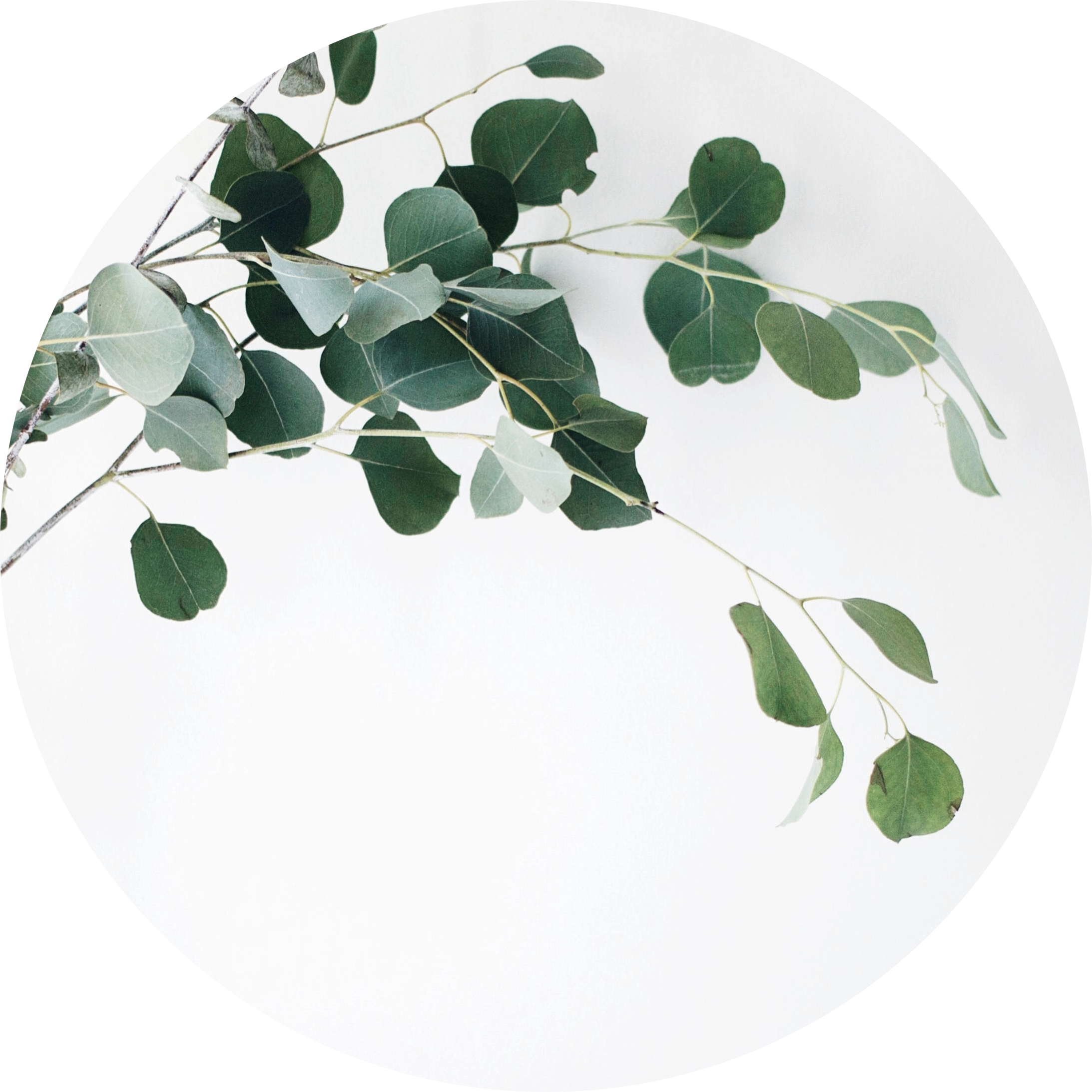 Eucalyptus Extract in AGC Skincare