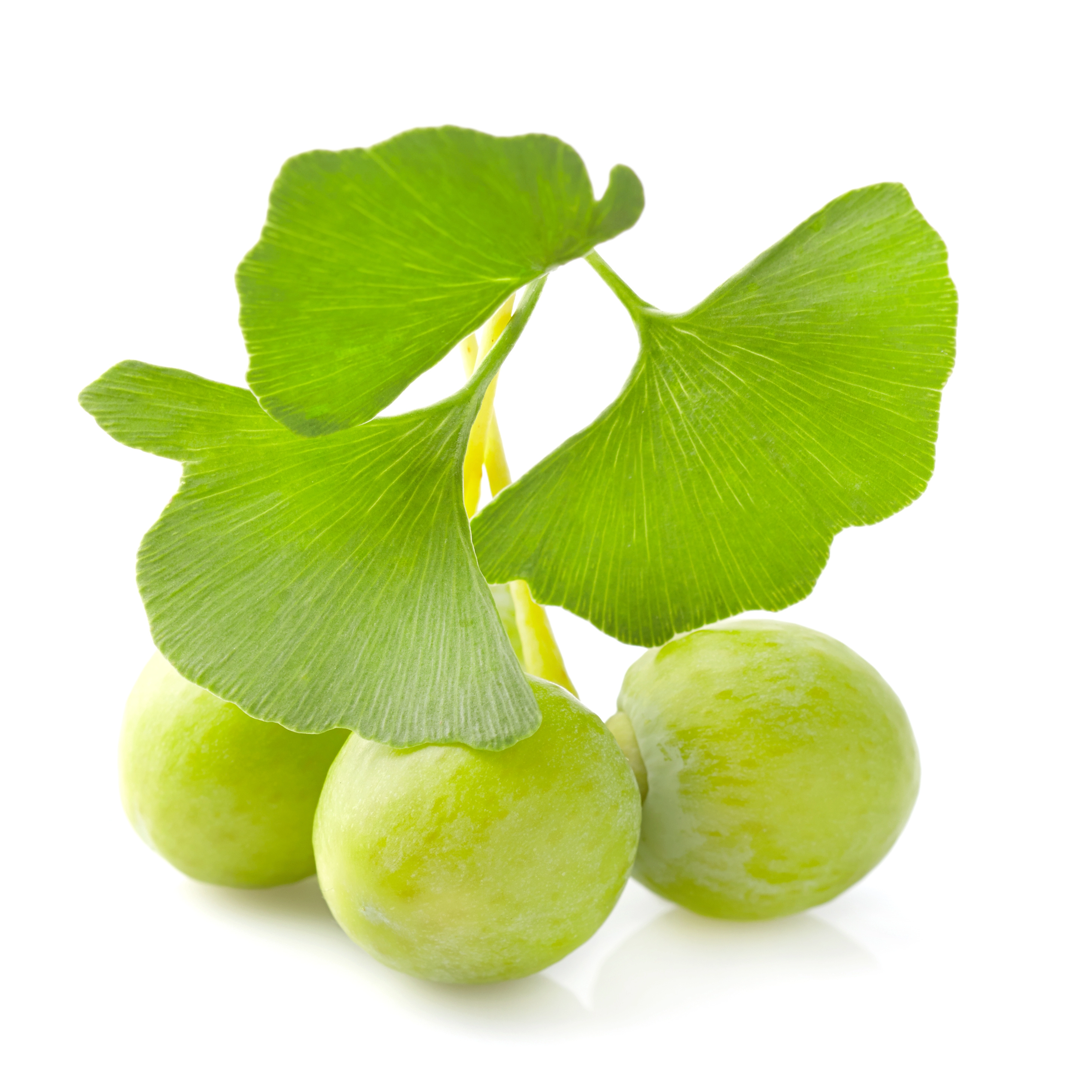 Ginkgo Extract in AGC Skincare