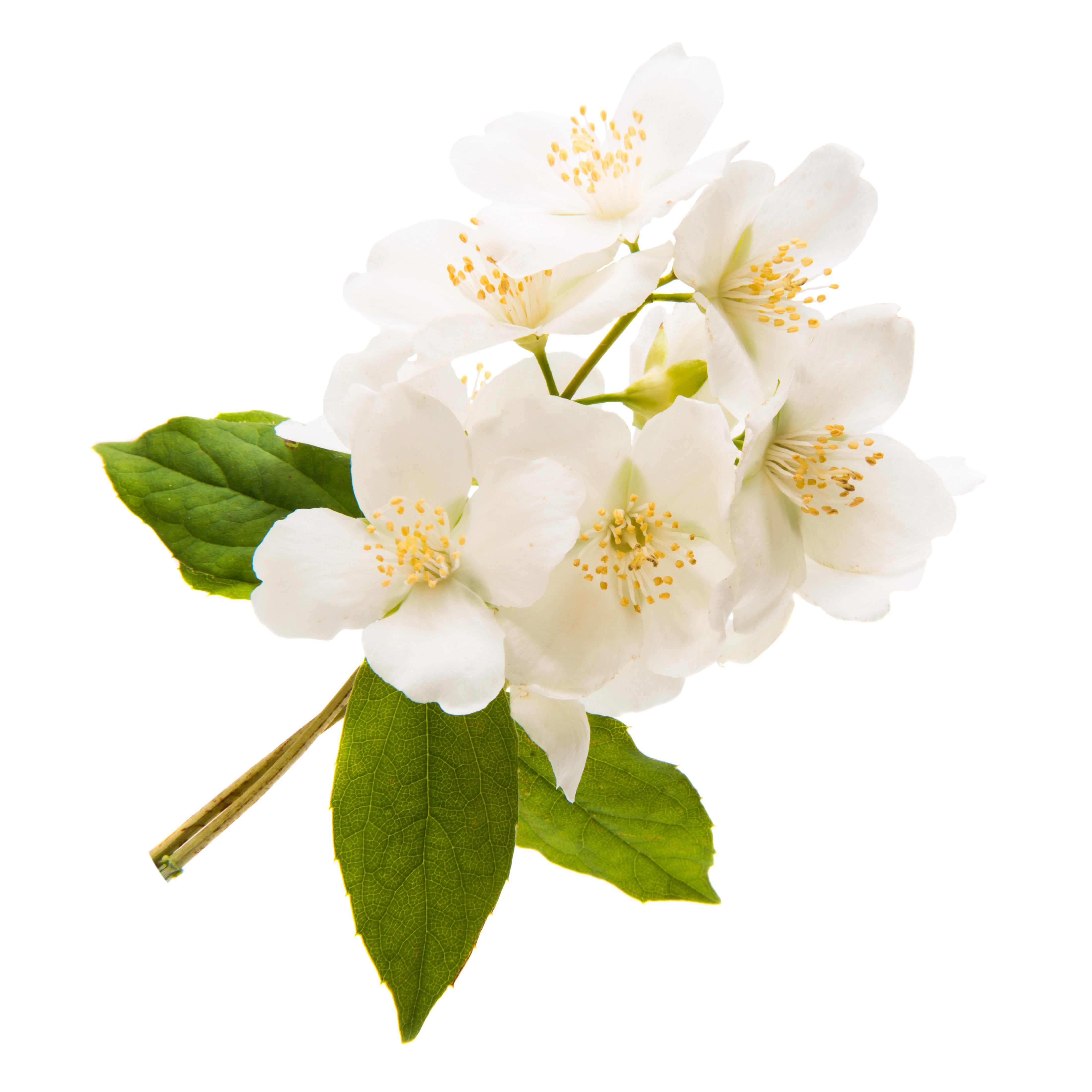 Jasmin Flower in AGC Skincare