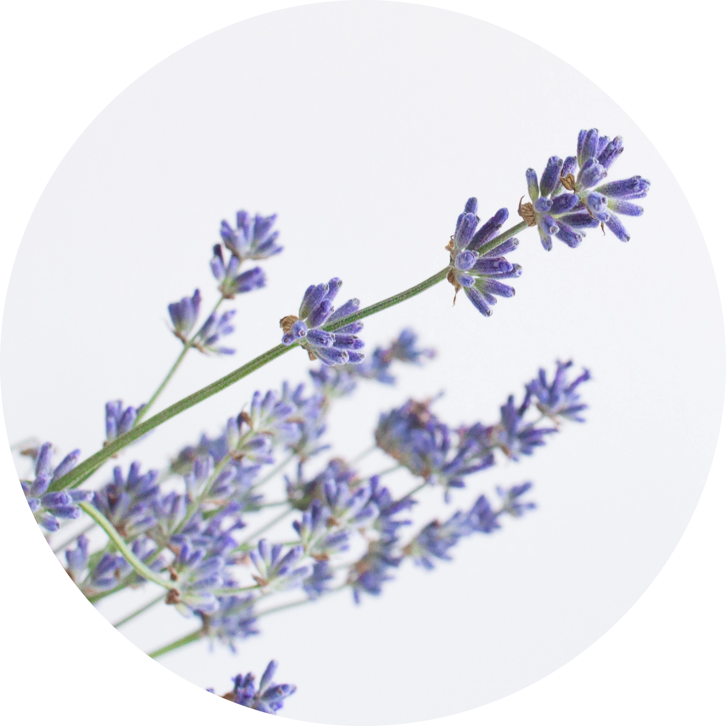 Lavender Oil in AGC Skincare