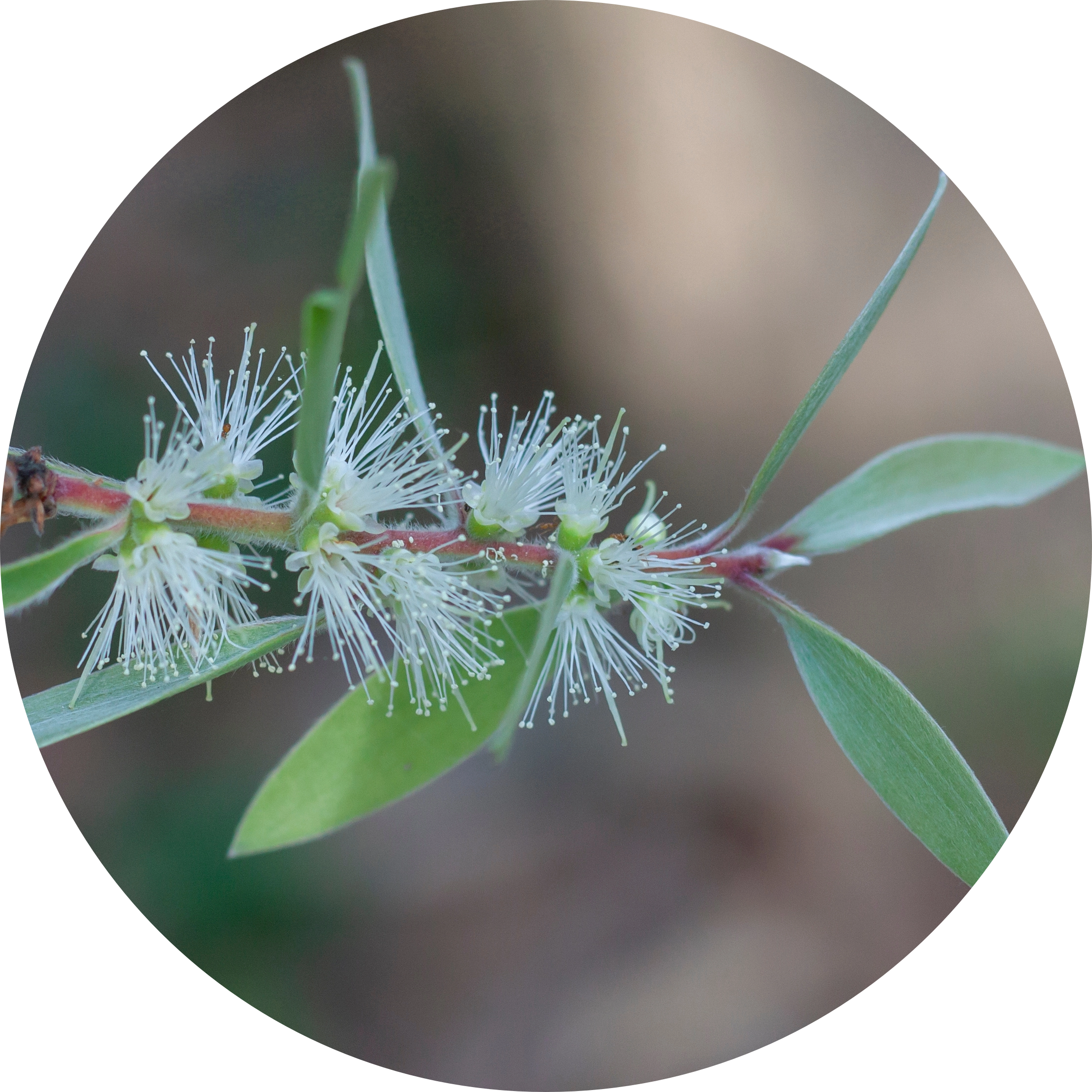 Lomond Myrtle Leaf in AGC Skincare