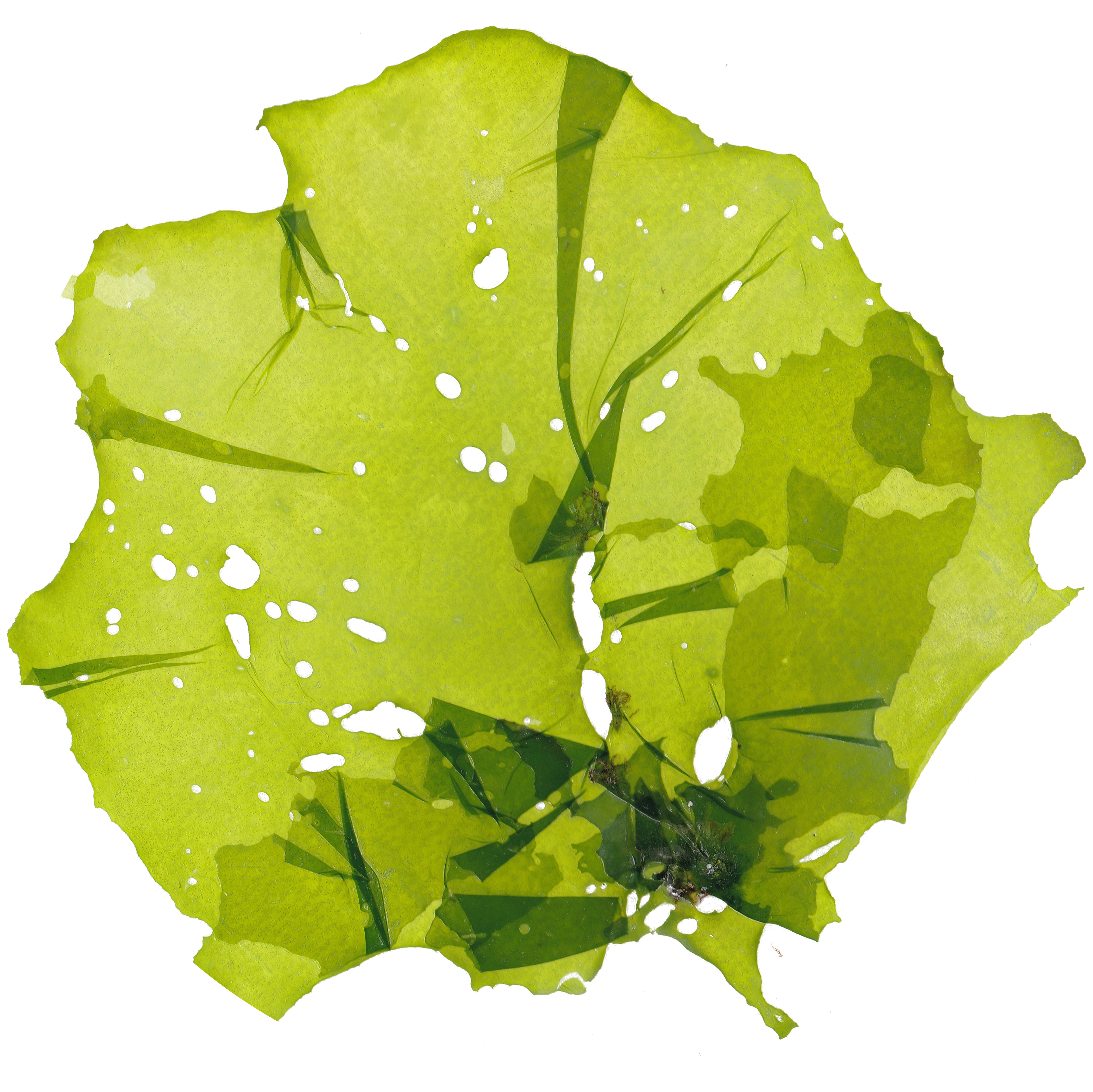 Marine Algae in AGC Skincare