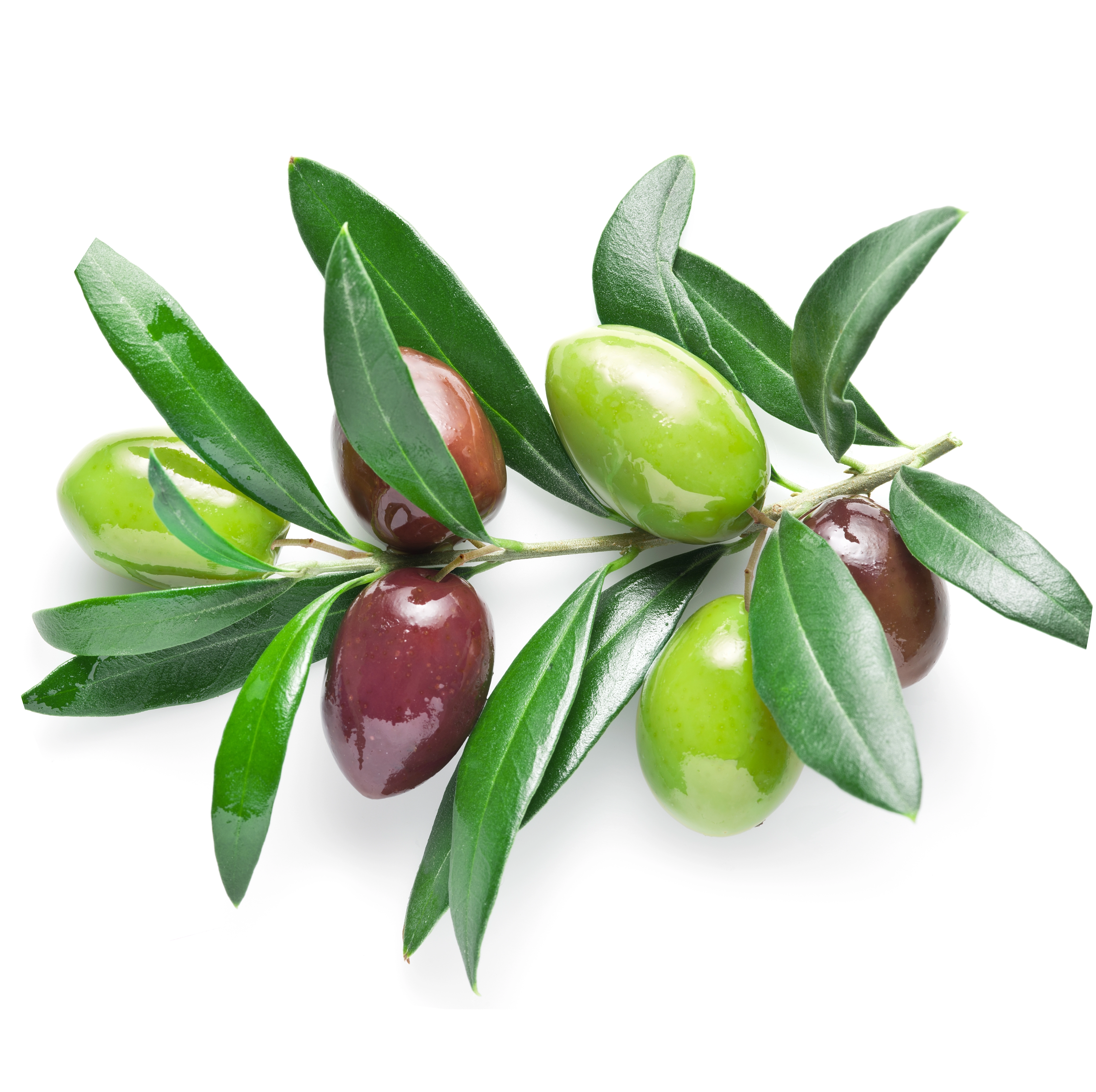 Olives in AGC Skincare Products