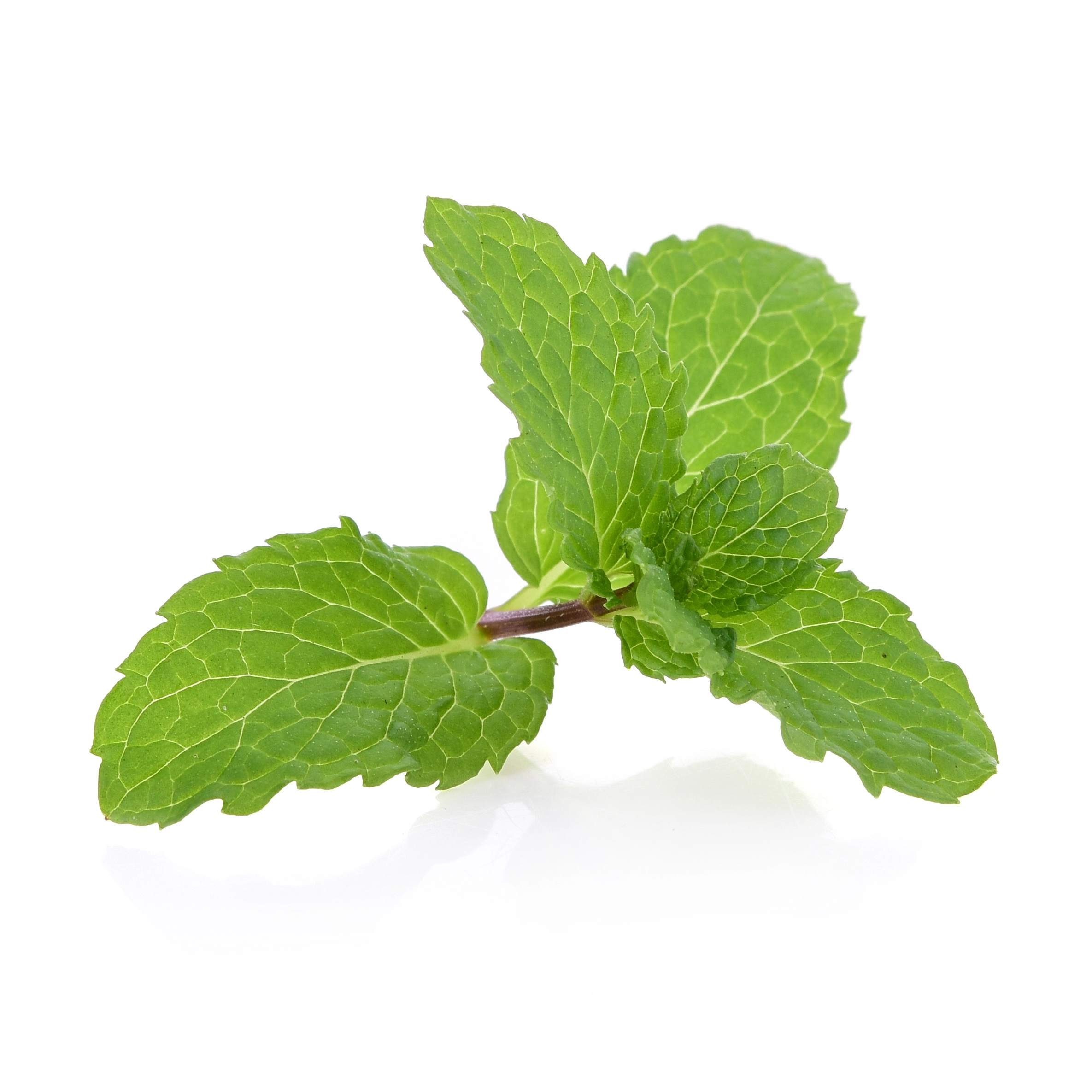 Peppermint Oil in AGC Skincare