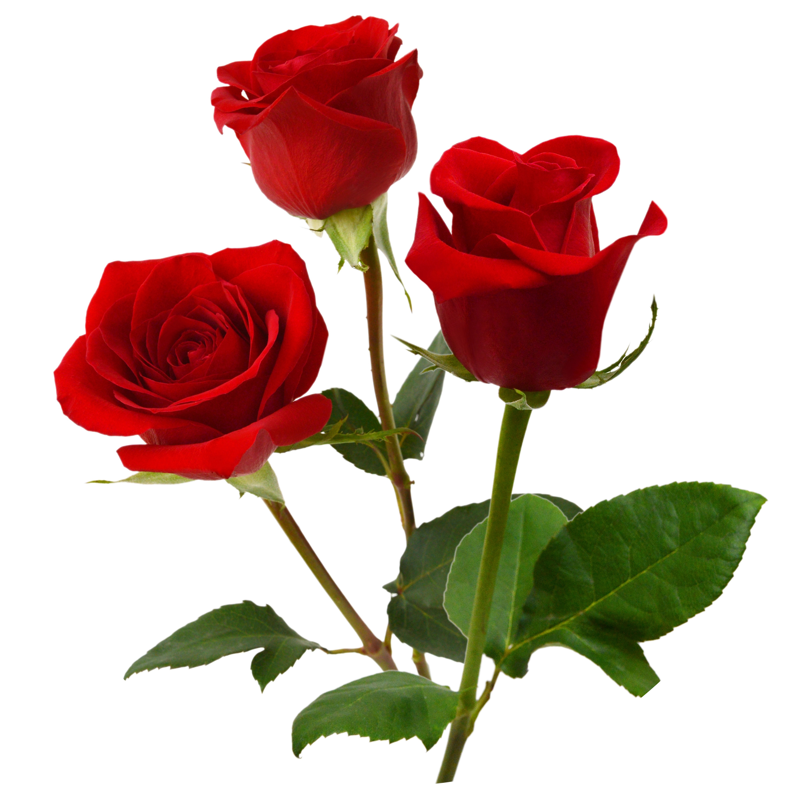 Rose Flower Extract in AGC Skincare