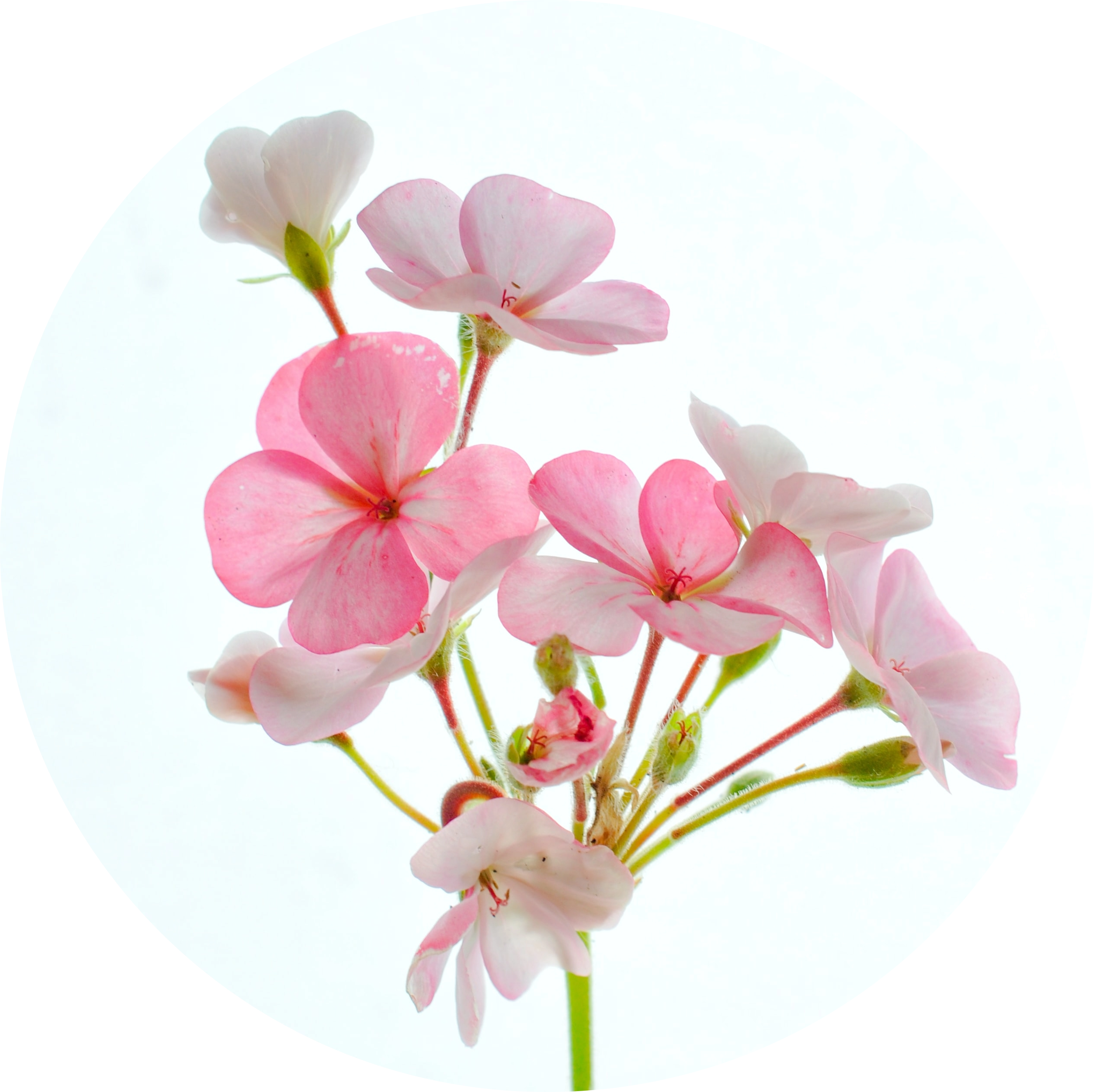 Rose Geranium Oil in AGC Skincare