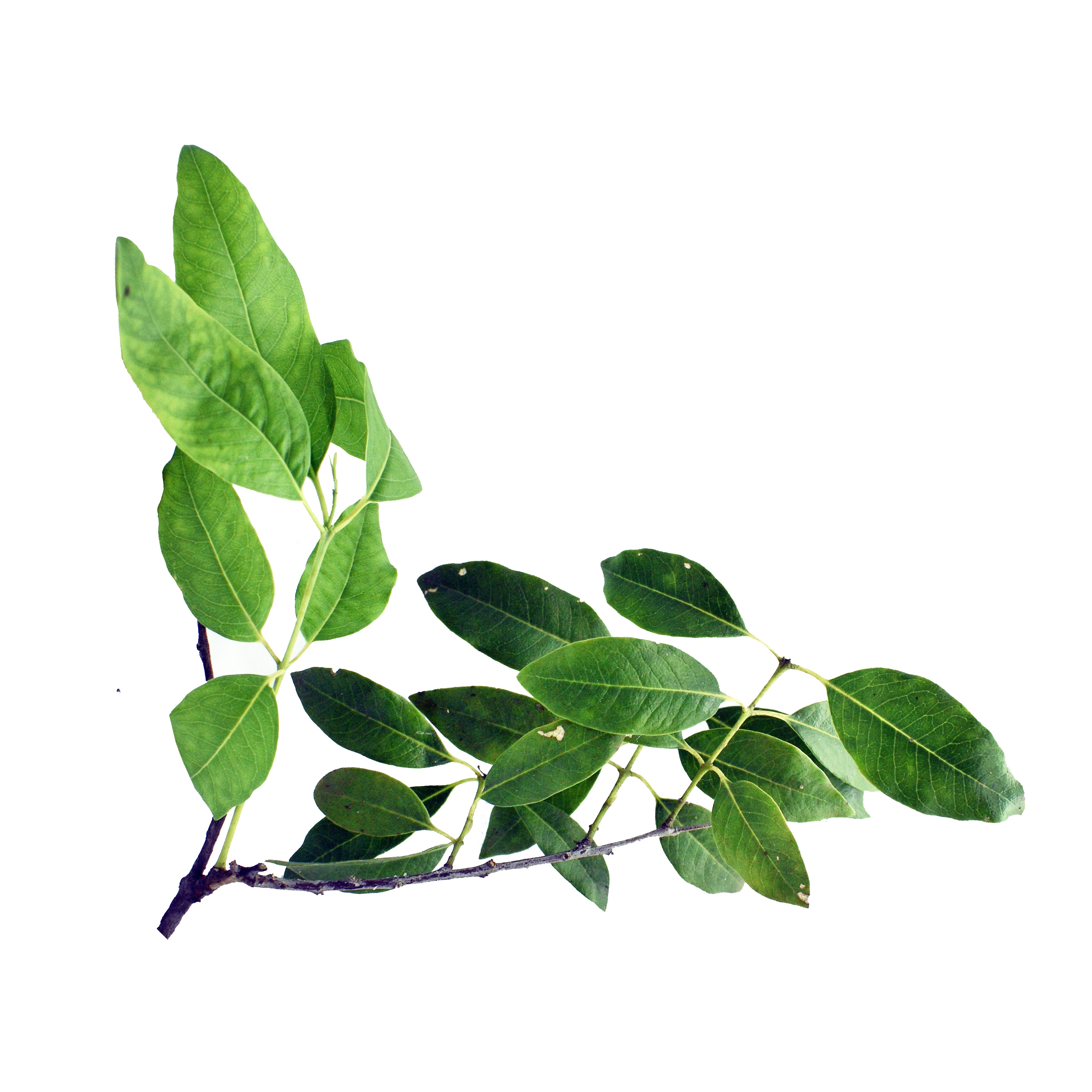 Sandalwood Leaf in AGC Skincare