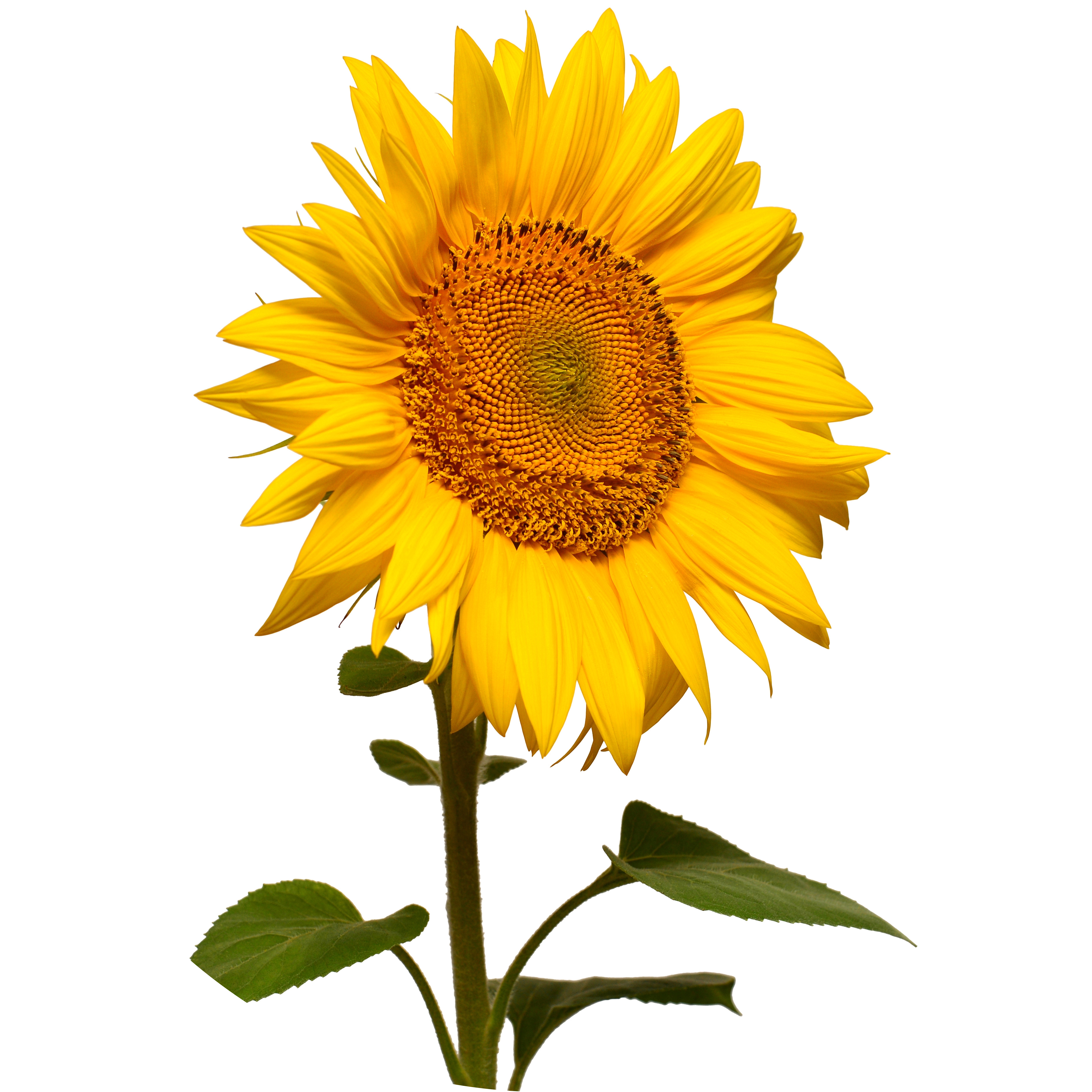 Sunflower Oil in AGC Skincare