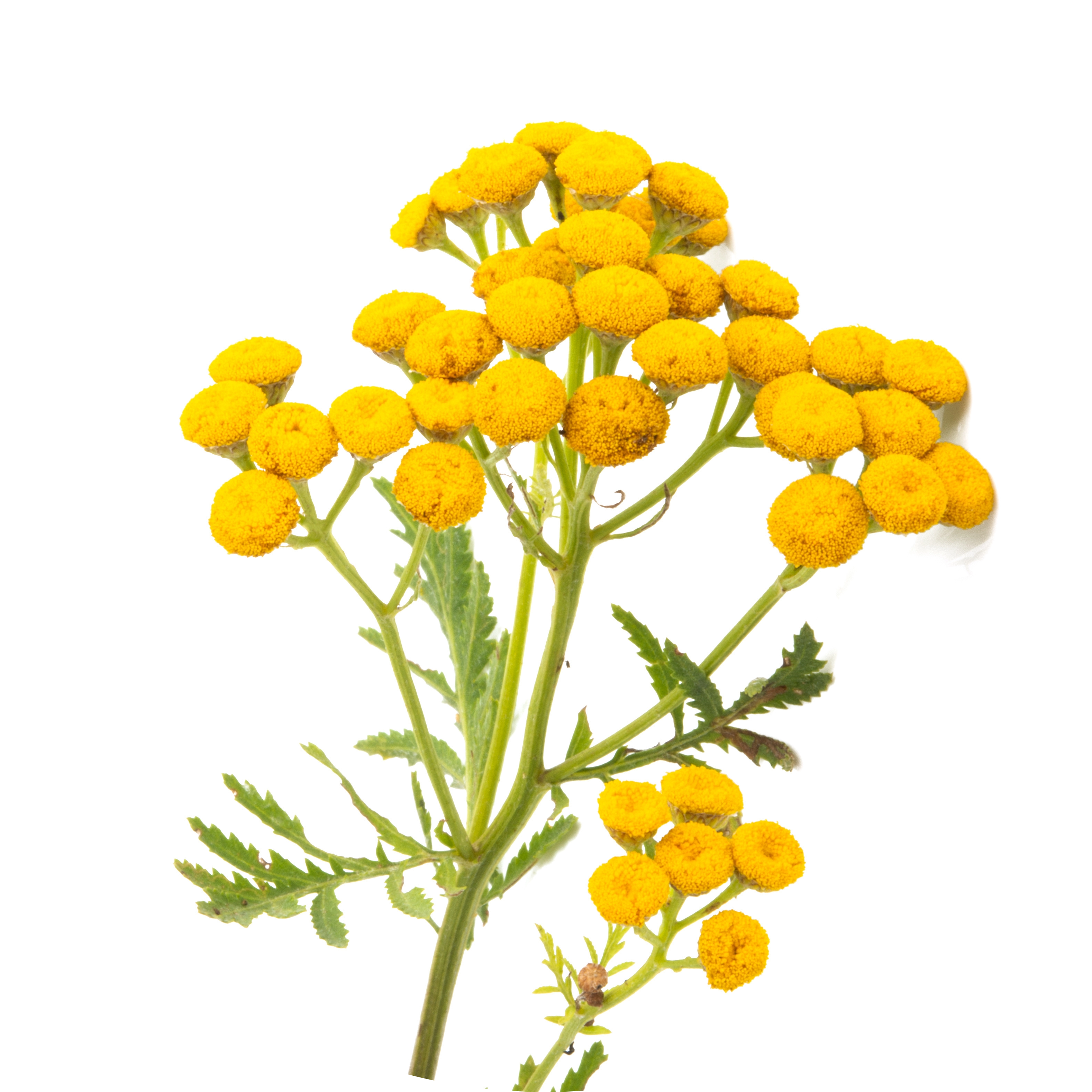 Blue Tansy Extract in AGC Skincare