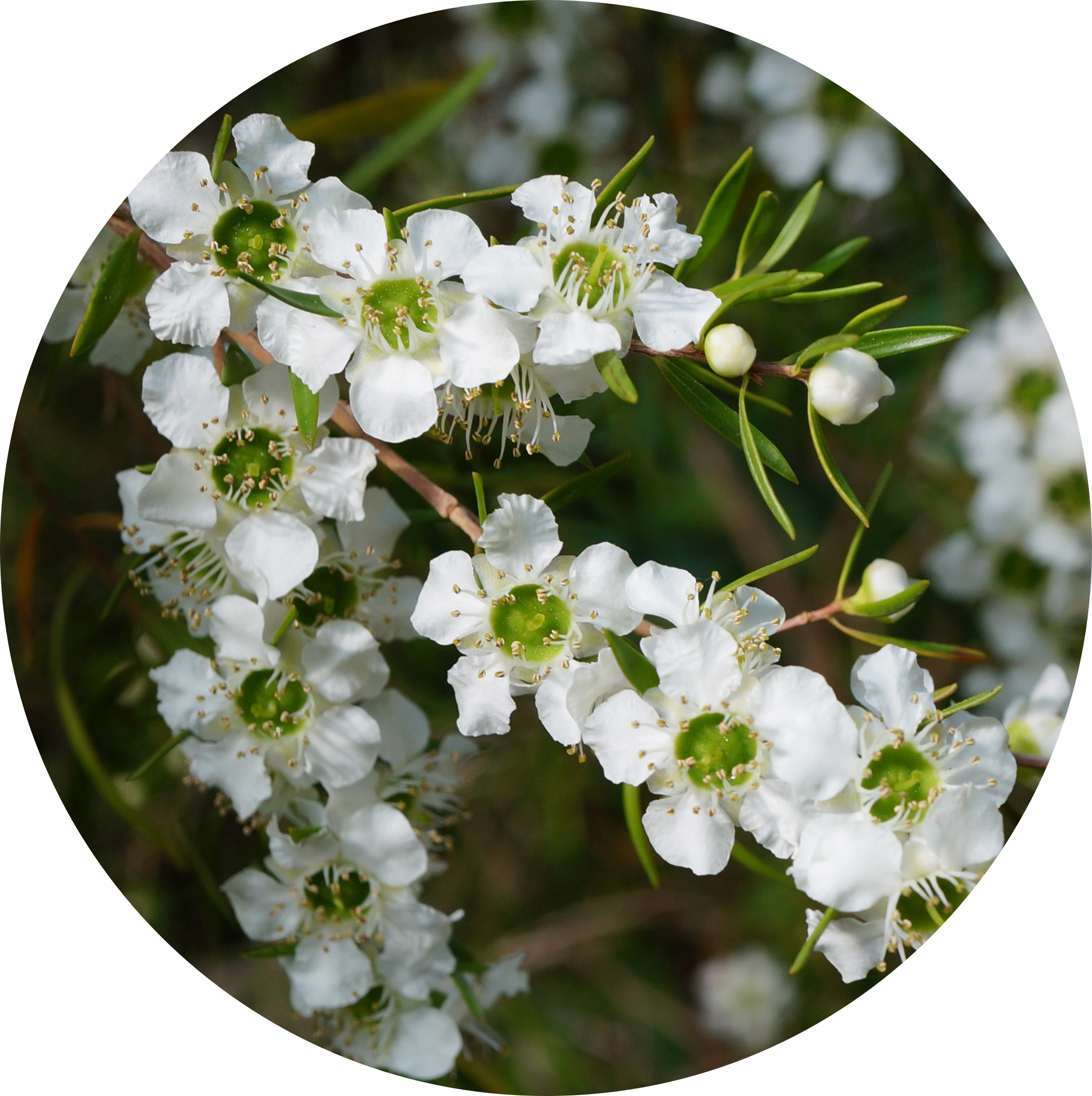 Tea Tree Oil in AGC Skincare