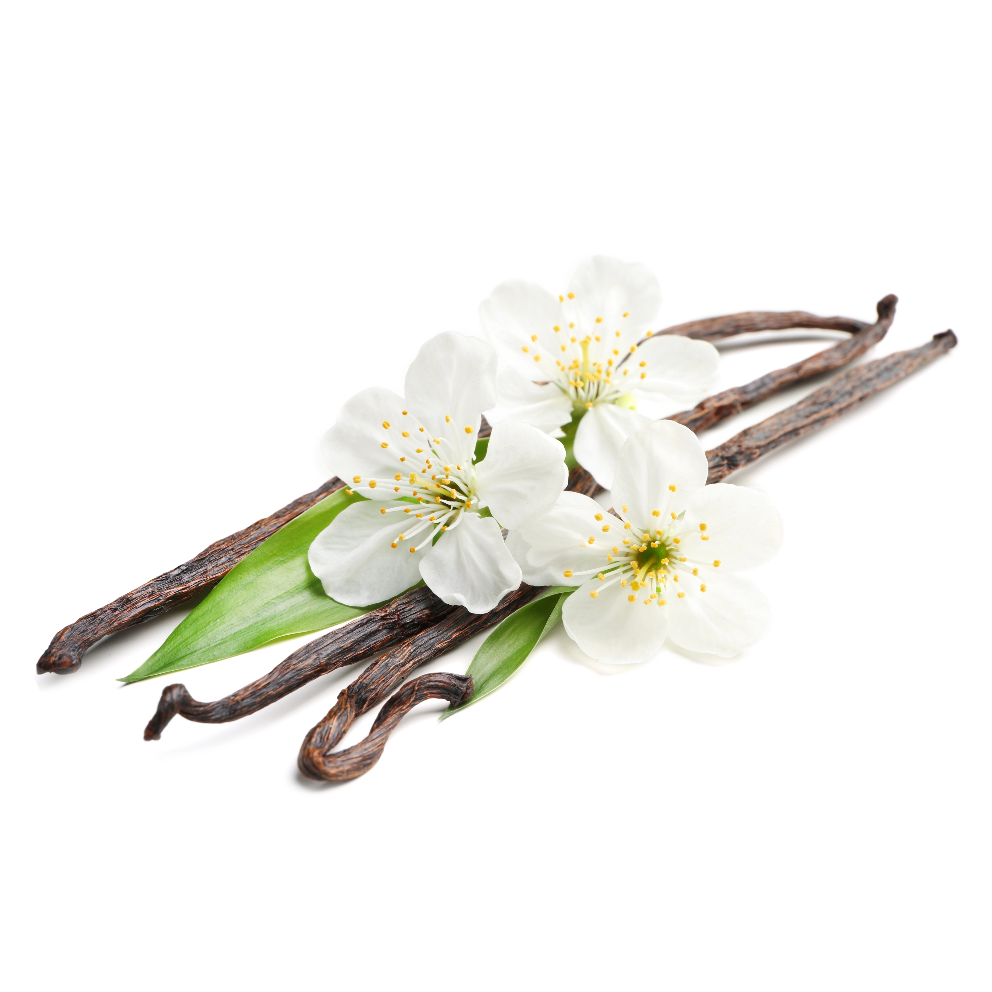 Vanilla Extract in AGC Skincare