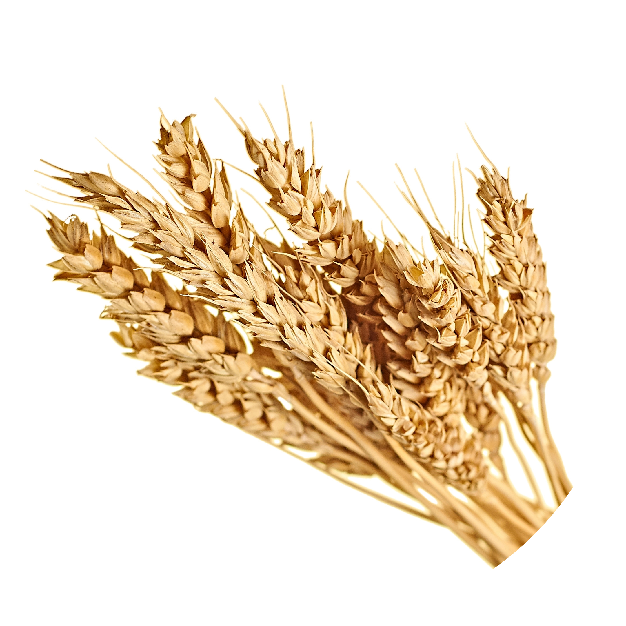Wheat Extract in AGC Skincare Products
