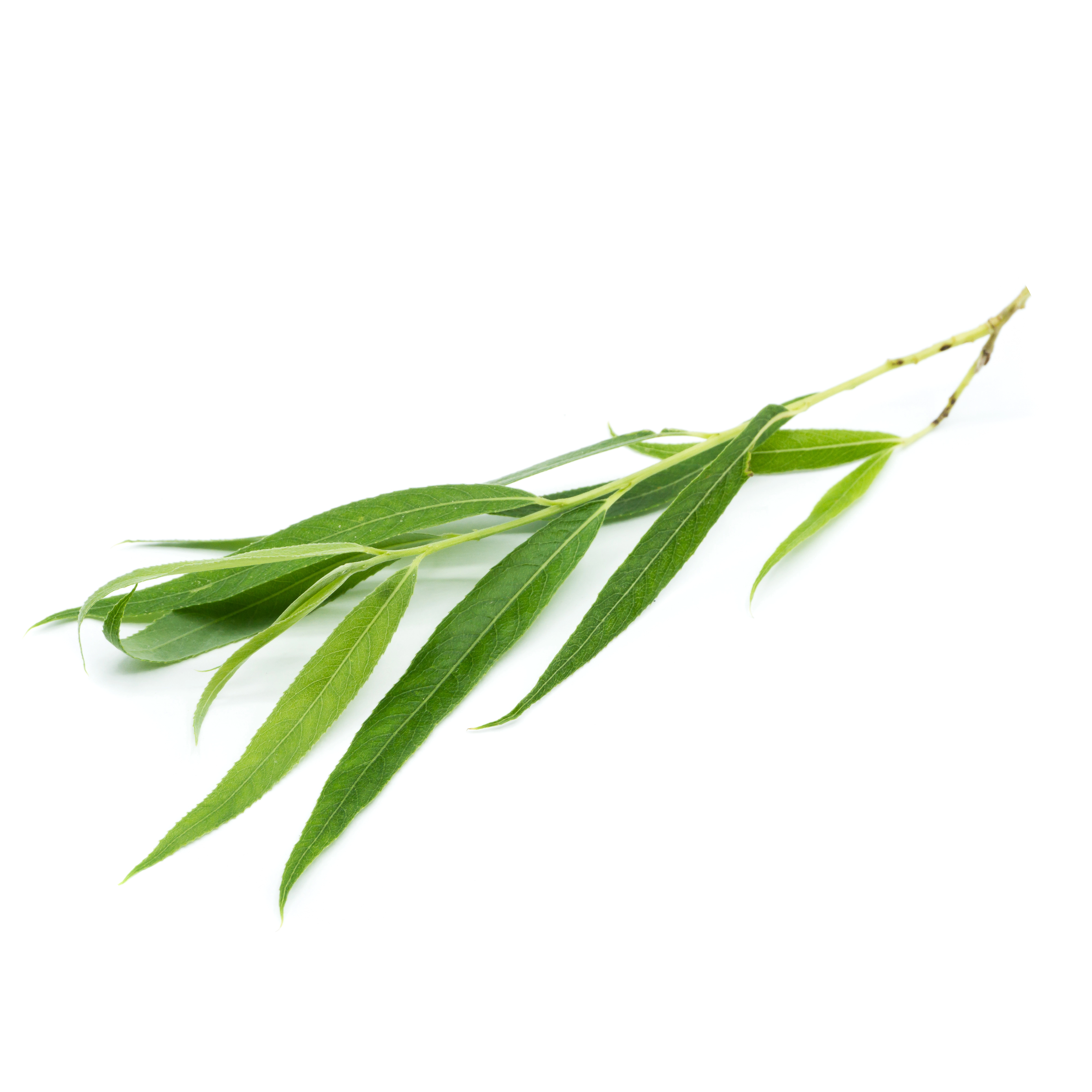 Willow Leaves in AGC Skincare