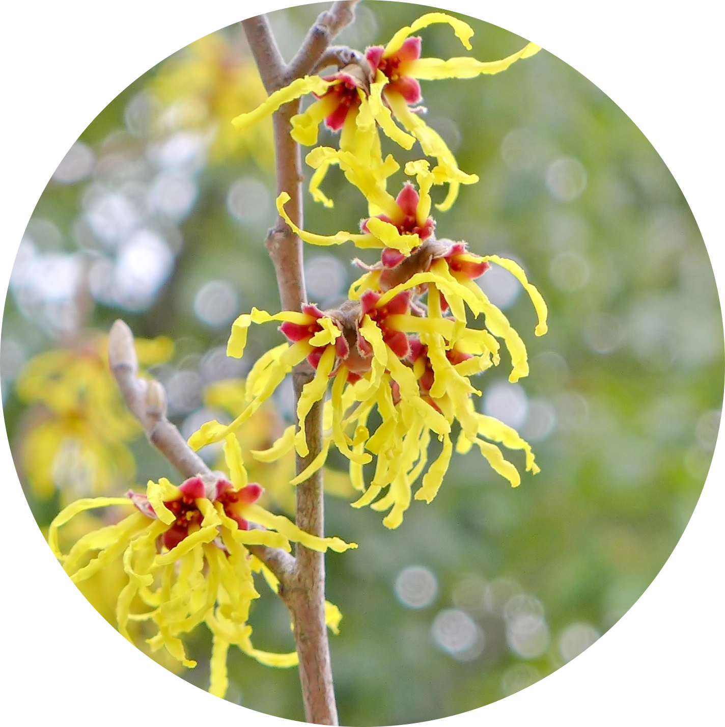 Witch Hazel in AGC Skincare
